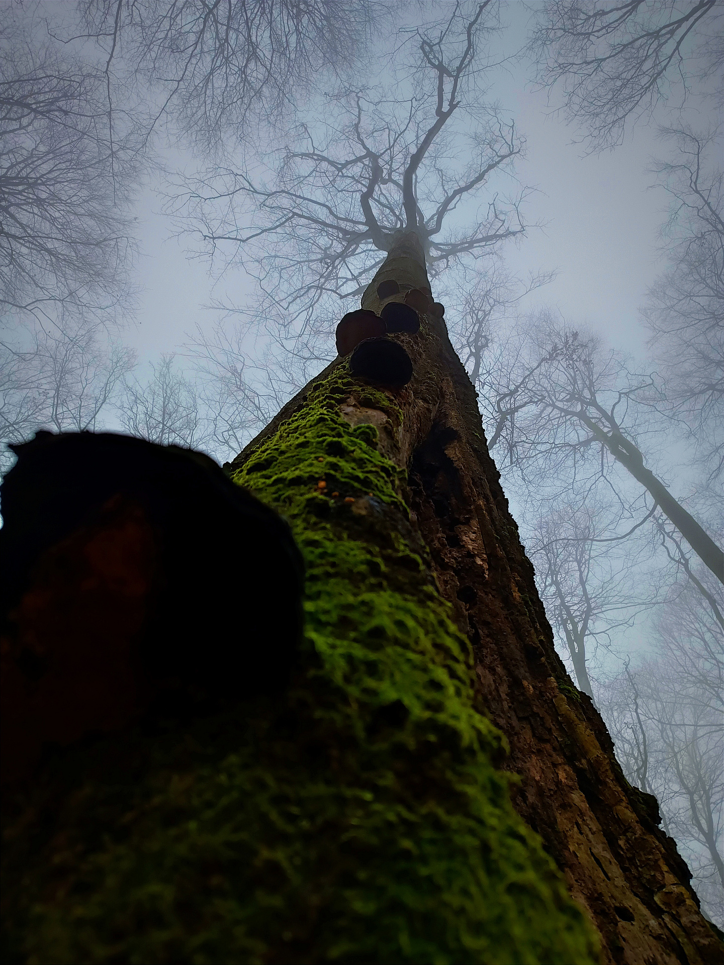 Nestárnoucí obři Studence, autor Matěj Šafránek; vítězná fotografie soutěže Studentská spoušť 2025