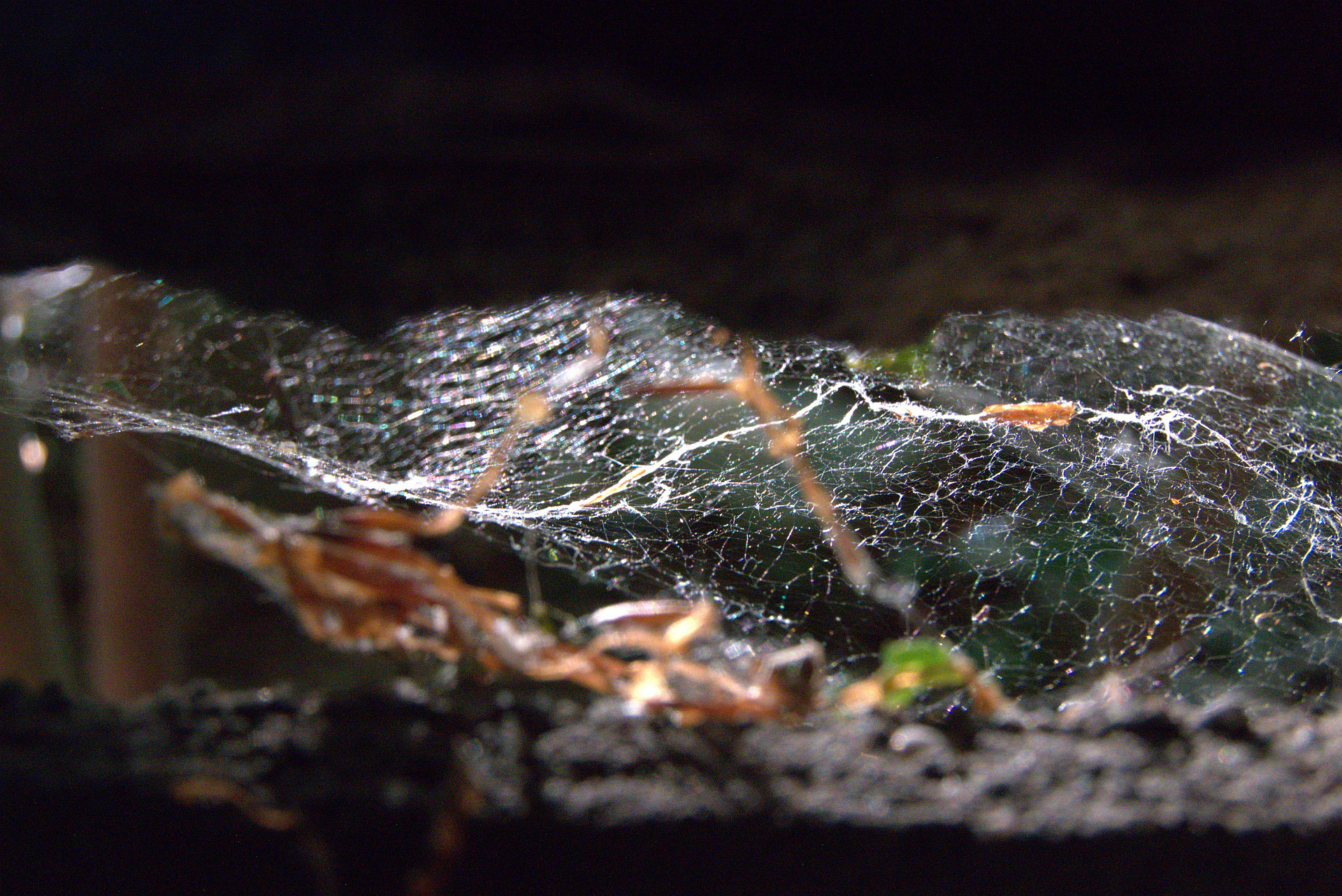 Pavoučí vlasy, autor Julie Kühnelová; fotografie soutěže Studentská spoušť 2025 v užším výběru