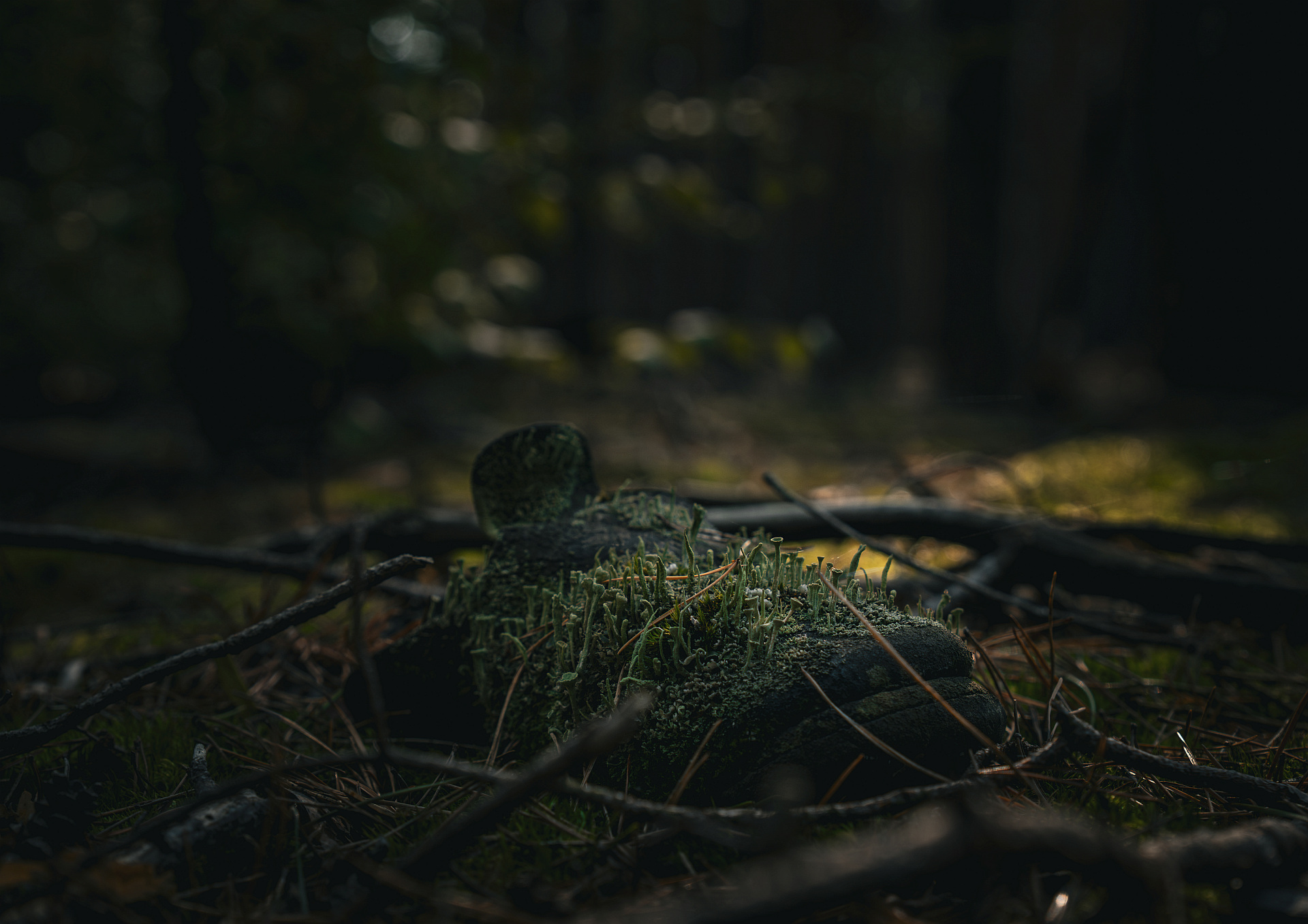 Nový život, autor Radek Macák; fotografie soutěže Studentská spoušť 2025 v užším výběru
