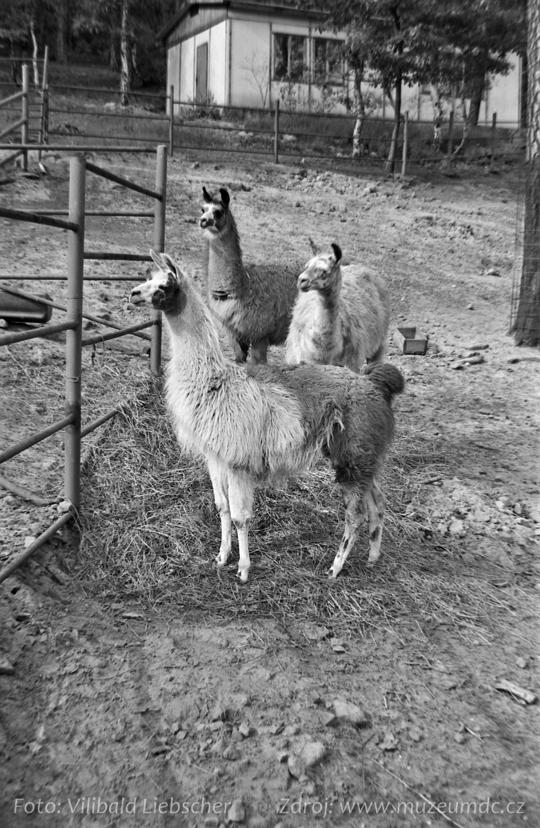 Zoo Děčín, 1971