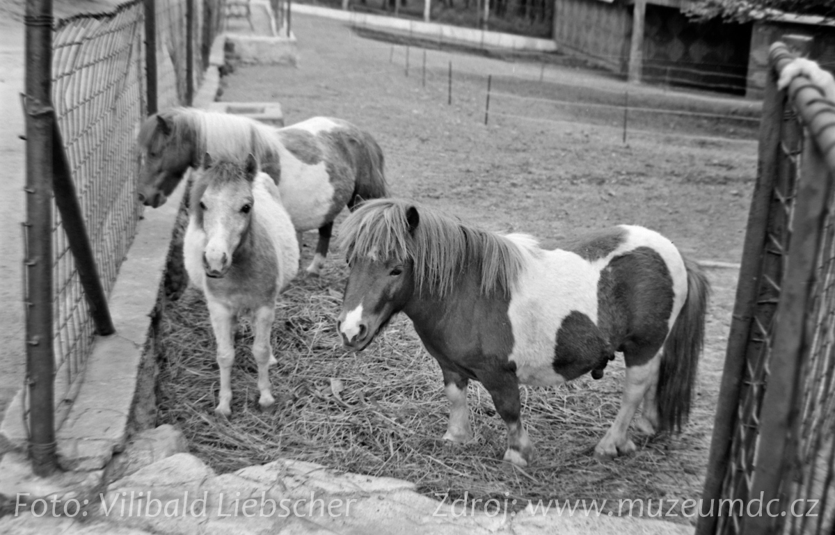 Zoo Děčín, 1971