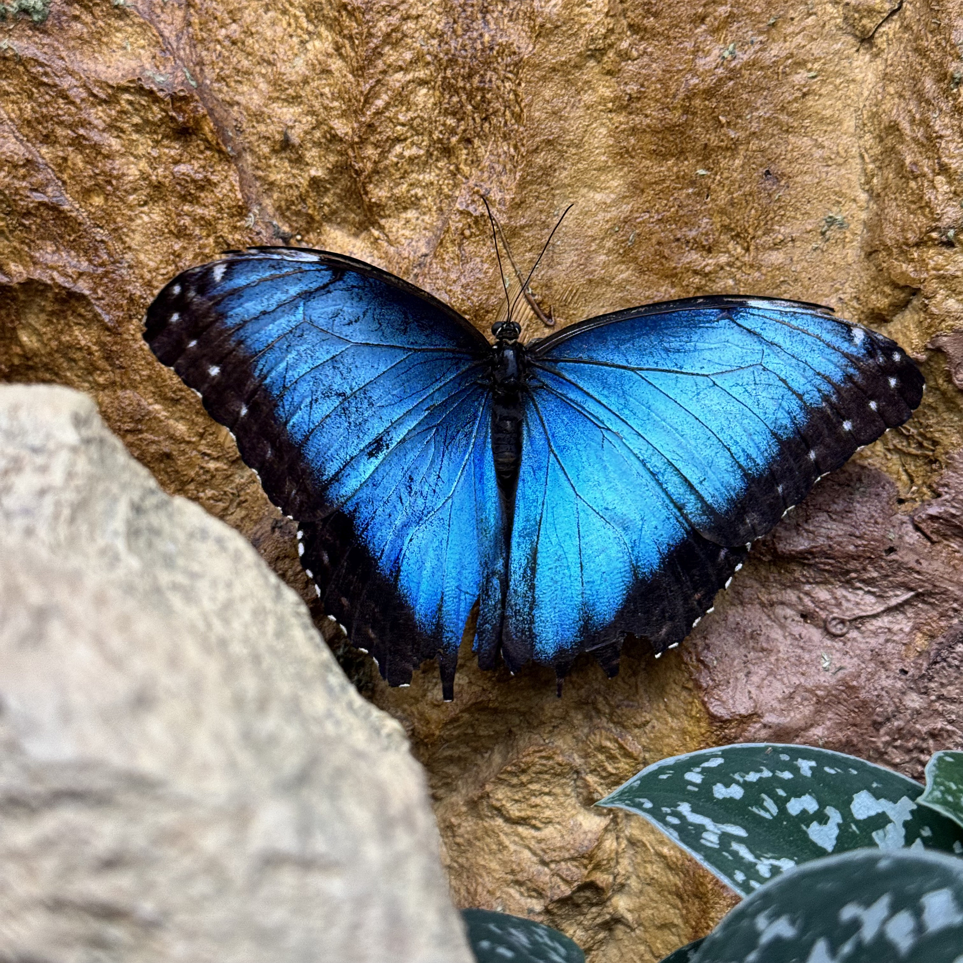 Křehkost křídel motýlích, autor Marie Nebeská; fotografie soutěže Studentská spoušť 2025 v užším výběru