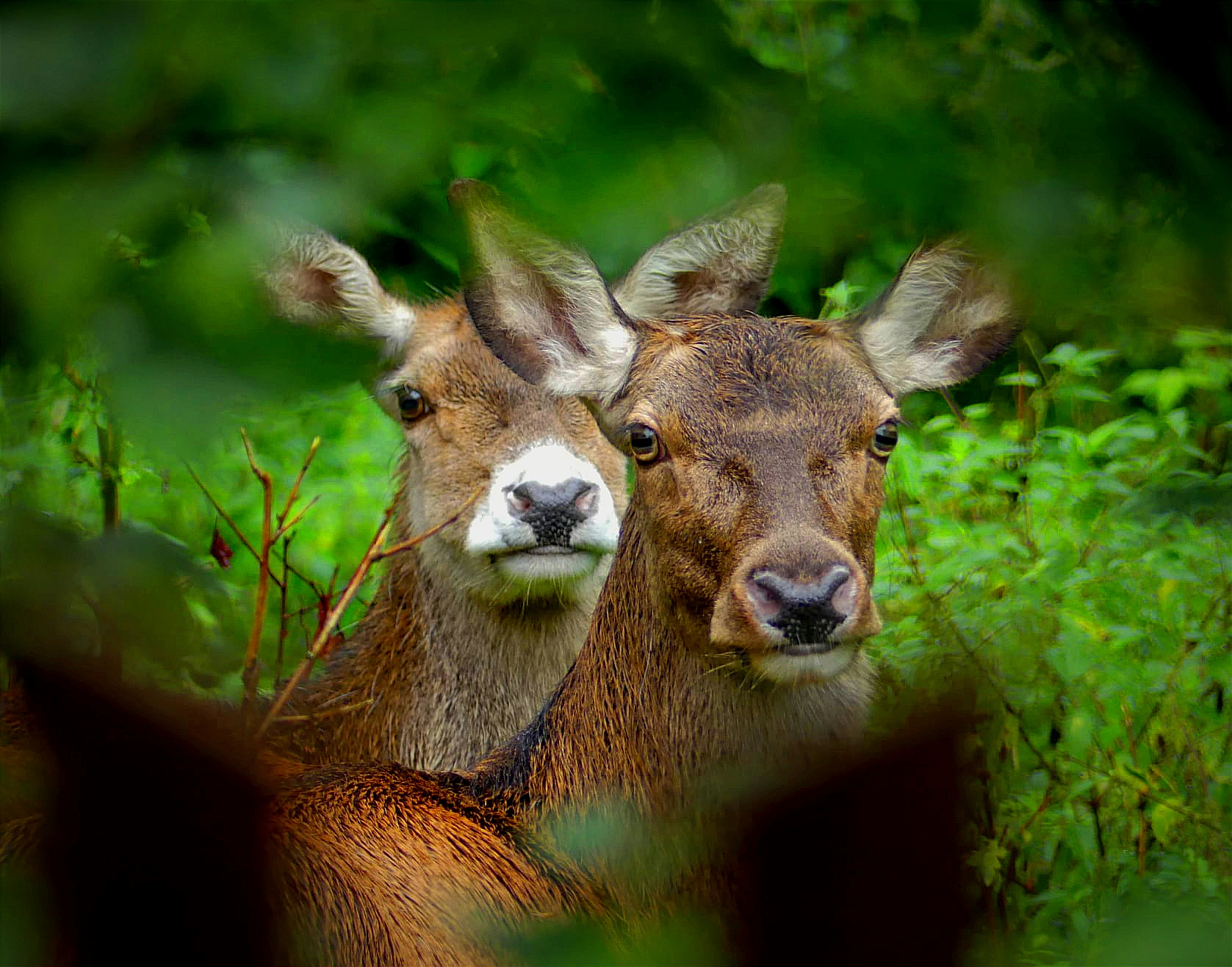 Laně jelena evropského, autor Matěj Šafránek; fotografie soutěže Studentská spoušť 2025 v užším výběru